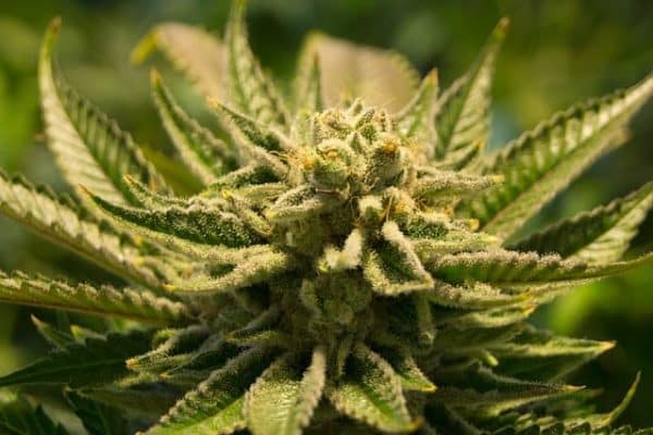 Comment faire une perfusion de CBD ?