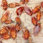 Comment éliminer efficacement les petits insectes marrons dans votre maison
