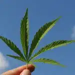 Où se procurer des graines Sensi Seeds ?